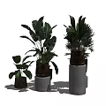 Multiple Bonsai Potted Plants On Concrete Pedestals With Various Leaf Shapes