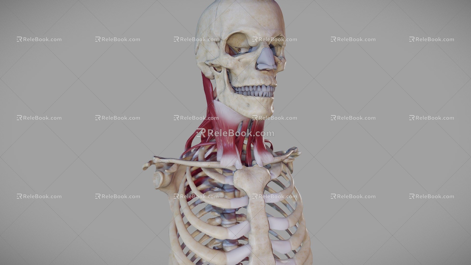 Modern Human Body Human Organs Deep Neck Muscles 3d model