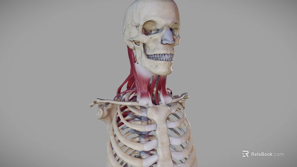 3D Anatomical Medical Device Model Of Human Skeleton With Neck Muscles 3d model 