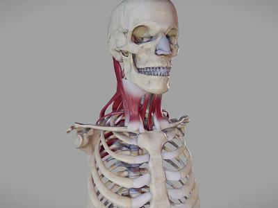 3D Anatomical Medical Device Model Of Human Skeleton With Neck Muscles 3d model