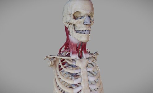 Modern Human Body Human Organs Deep Neck Muscles 3d model