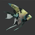 Vibrant Angelfish with Colorful Body and Large Wing Like Fins Swimming Gracefully on Dark Background