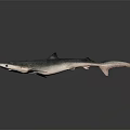 Grey Blue Shark With Streamlined Body In Underwater Marine Environment