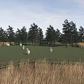 White Alpacas On Green Grass Field With Wooden Fence Pine Trees And Blue Sky