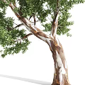 Lush Green Arbor With Abundant Foliage And Strong Trunk In Natural Environment