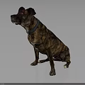 Brindle Brown Dog Portrait Sitting Looking Sideways Wearing Collar On Gray Background