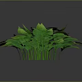Lush Vibrant Green Leafy Plant With Glossy Foliage And Dark Background