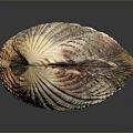 Colorful Textured Seashell With Vibrant Red Yellow Green Hues On Dark Surface