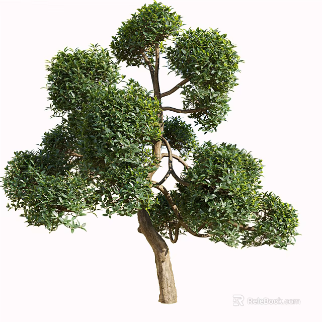 Lush Arbor Tree Featuring Curved Trunk Dense Green Foliage And Unique Shape 3d model 