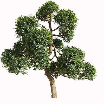 Lush Arbor Tree Featuring Curved Trunk Dense Green Foliage And Unique Shape 3d model
