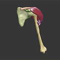 3D Anatomical Model of Human Hip Joint Showing Bone and Muscle Structure