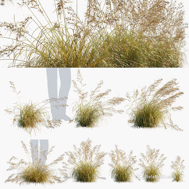 Ornamental Grasses for Garden Landscape Design with Various Natural Growth Forms 3d model 