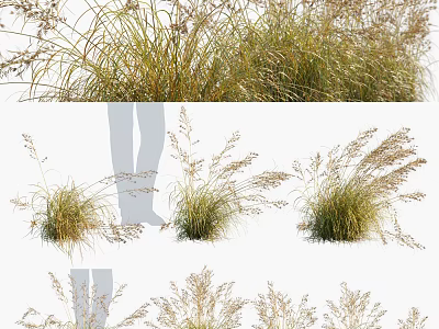 Ornamental Grasses for Garden Landscape Design with Various Natural Growth Forms 3d model