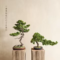 Decorative Bonsai Trees With Curved Branches And Green Foliage On Wooden Stands