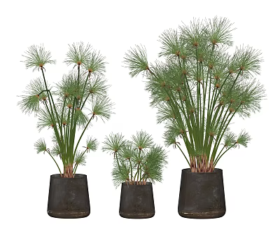 Modern potted green plant bonsai plants 3d model Modern potted green plant bonsai plants 3d model