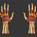 Detailed Human Hand Organ Skeletal Structure And Muscle Anatomy 3D Model