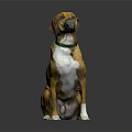 Brown and yellow dog sitting with green collar on gray background pet portrait