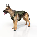 German Shepherd Standing in White Background With Green Tactical Vest and Tongue Out