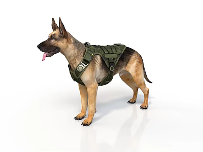 German Shepherd Standing in White Background With Green Tactical Vest and Tongue Out 3d model