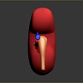 kidney kidney temper organ human organ human body organ human body tissue human body structure 3d model