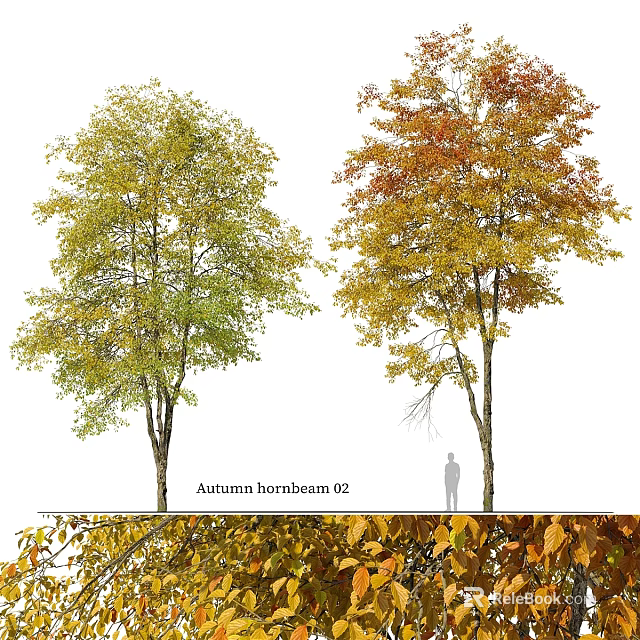 Garden Ornament Featuring Autumn Hornbeam Trees With Green And Orange Leaves And Fallen Foliage 3d model 