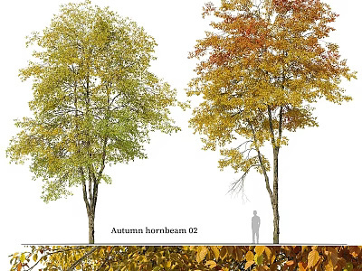 Garden Ornament Featuring Autumn Hornbeam Trees With Green And Orange Leaves And Fallen Foliage 3d model