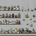 Various Bonsai and Potted Succulents on Layered Shelves with Hanging Glass Planters