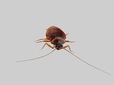 Detailed View Of Brown Cockroach With Long Antennae On Gray Background 3d model