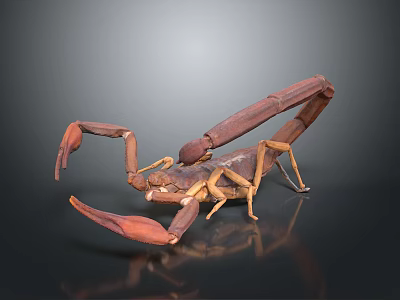 Brown Scorpion With Large Claws And Curved Tail On Dark Background 3d model