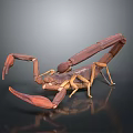 Brown Scorpion With Large Claws And Curved Tail On Dark Background