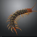 Centipede With Long Segmented Body Red Head And Numerous Legs On Gray Background