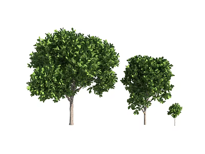 Arbor Trees In Three Different Sizes With Green Foliage And Light Trunks 3d model
