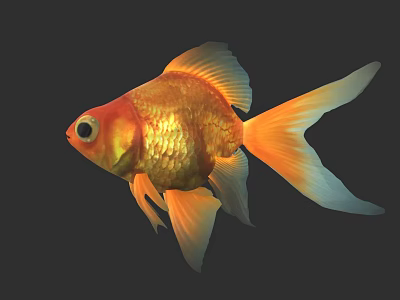 Vibrant Orange Goldfish With Shiny Scales And Large Tail On Dark Background 3d model