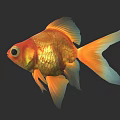 Vibrant Orange Goldfish With Shiny Scales And Large Tail On Dark Background
