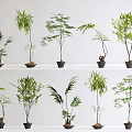 Various Types Of Bonsai Potted Plants With Different Leaf Shapes And Decorative Pots On Shelves