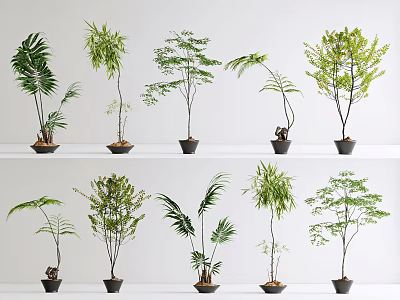 Various Types Of Bonsai Potted Plants With Different Leaf Shapes And Decorative Pots On Shelves 3d model