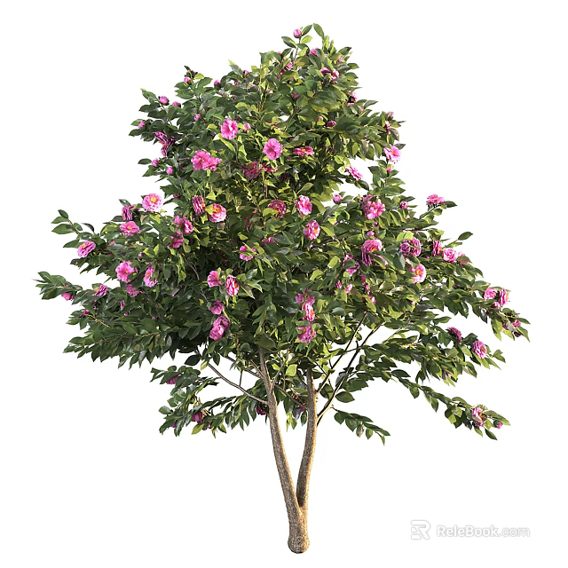 Beautiful Ornamental Tree with Lush Green Leaves and Pink Blossoms in Full Bloom 3d model 