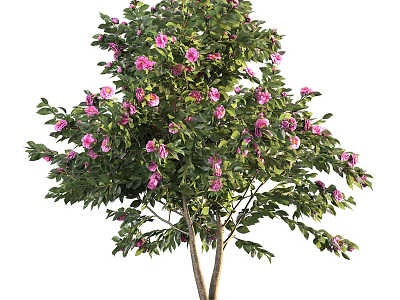 Beautiful Ornamental Tree with Lush Green Leaves and Pink Blossoms in Full Bloom 3d model