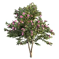 Beautiful Ornamental Tree with Lush Green Leaves and Pink Blossoms in Full Bloom