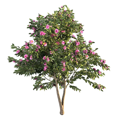 Beautiful Ornamental Tree with Lush Green Leaves and Pink Blossoms in Full Bloom 3d model