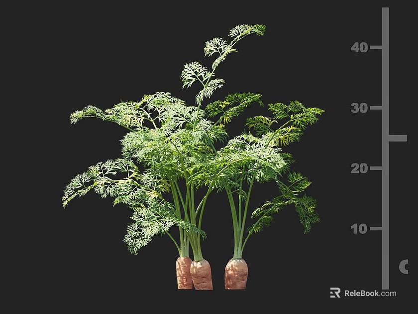 Healthy Carrot Plants with Green Leaves and Roots and Measuring Scale Showing Growth Height 3d model 