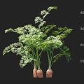 Healthy Carrot Plants with Green Leaves and Roots and Measuring Scale Showing Growth Height
