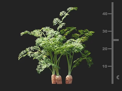 Healthy Carrot Plants with Green Leaves and Roots and Measuring Scale Showing Growth Height 3d model