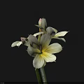 Beautiful White Flowers Featuring Yellow Stamens And Green Stem Against Dark Background