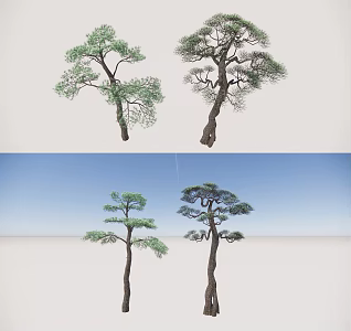 Black Pine Modern Pine 3d model