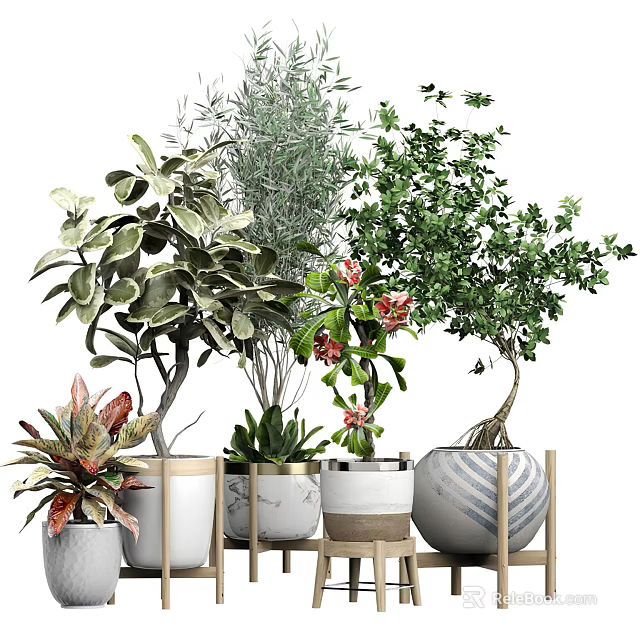 Bonsai and Potted Plants with Various Green Flowering Varieties in Ceramic Wooden Striped Pots 3d model 