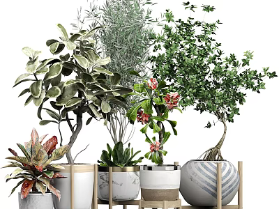 Bonsai and Potted Plants with Various Green Flowering Varieties in Ceramic Wooden Striped Pots 3d model