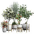 Bonsai and Potted Plants with Various Green Flowering Varieties in Ceramic Wooden Striped Pots
