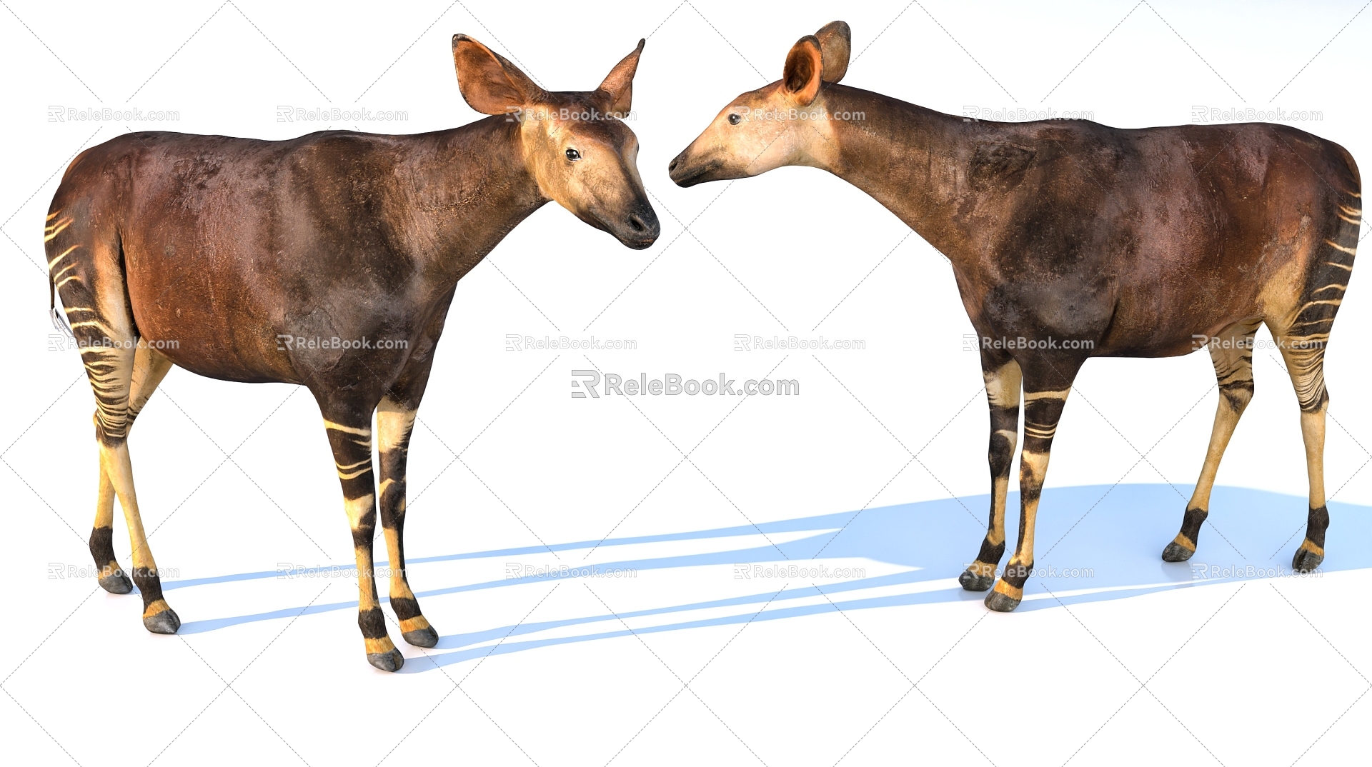 Aokapis 3d model