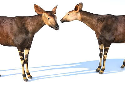 Two Okapis With Striped Legs On White Background 3d model